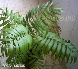 хамедорея изящная