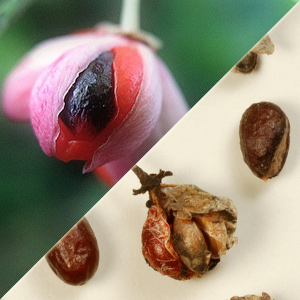 Бересклет семена