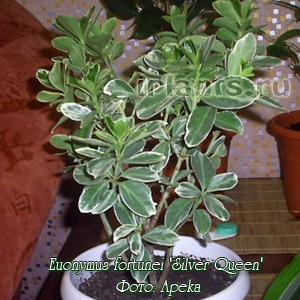 бересклет форчуна