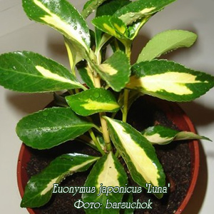 Бересклет японский