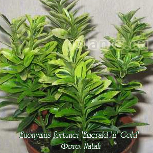 бересклет форчуна