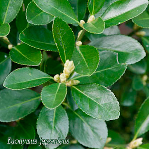 бересклет японский