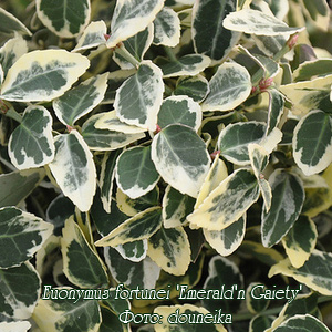 Бересклет форчуна