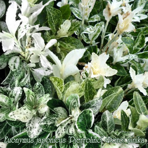 Бересклет японский