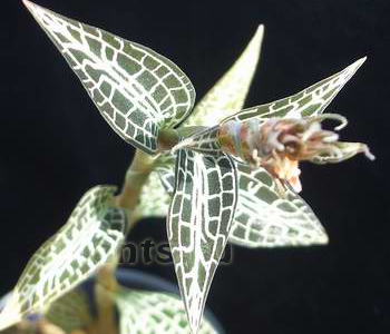 Орхидея Goodyera hispida