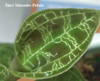 Орхидея Macodes Petola