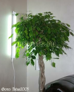 подсветка для цветов