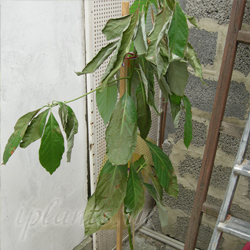 коревая гниль