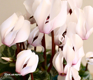 белые цикламены белые цикламены