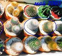 стагнация кактусов