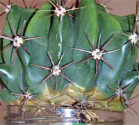 Болезни кактусов