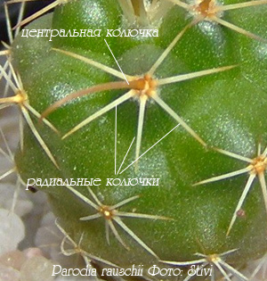 пародия