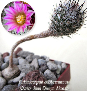 Turbinicarpus subterraneus