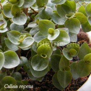 Каллизия ползучая