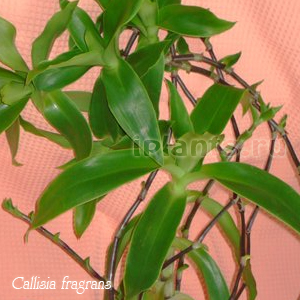 Каллизия душистая