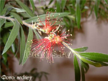 каллистемон