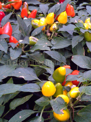 комнатный перец