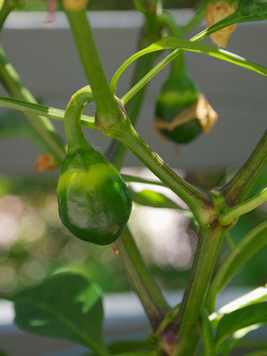 перец вишневая бомба