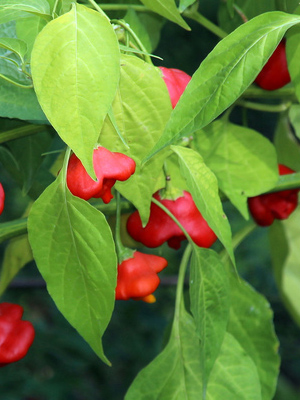 перец ягодный