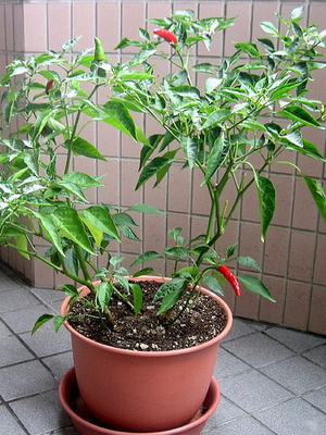 перец вишневая бомба