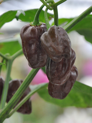 перец хабанеро