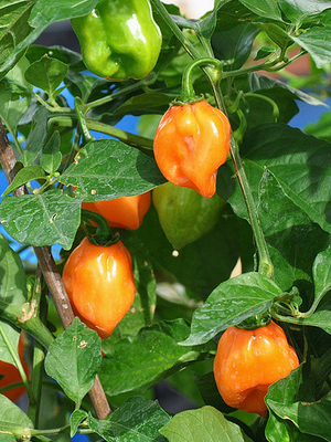 перец китайский