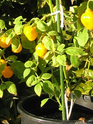 перец в горшке