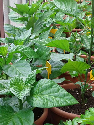 перец в горшке