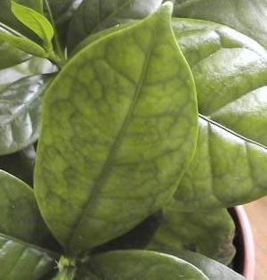 желтеет кофе