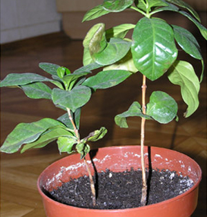 кофейное дерево