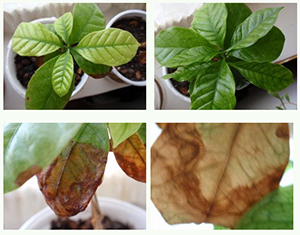 желтеет кофе