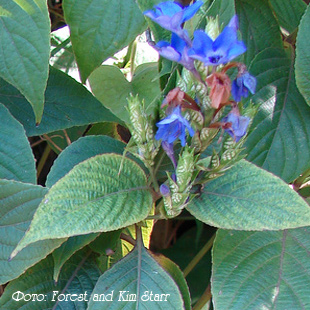 Эрантемум Уатта