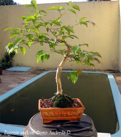 Евгения одноцветковая