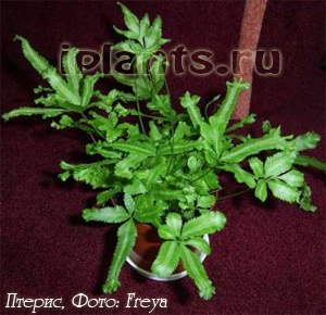 Папоротник птерис
