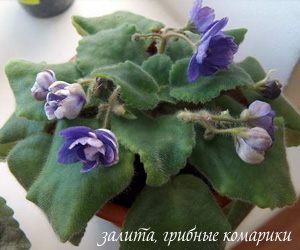 фиалка гибнет