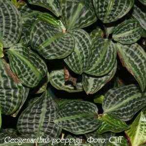 геогенантус