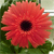 Гербера