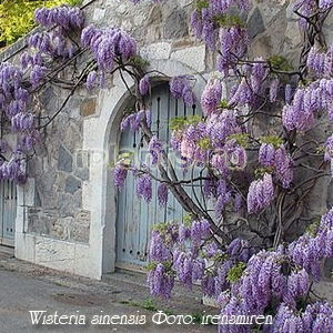 Вистерия китайская