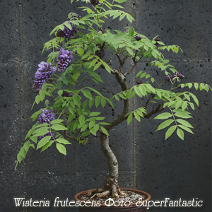 Глициния Обильноцветущая