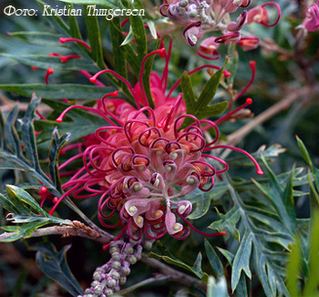 гревиллея бэнкса