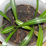 гиппеаструм сетчатый