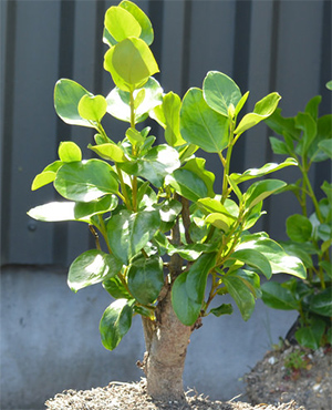 гризелиния прибрежная