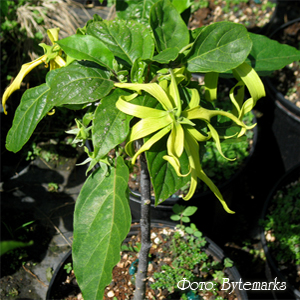 Иланг-иланг