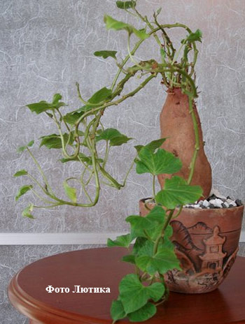 ипомея батат