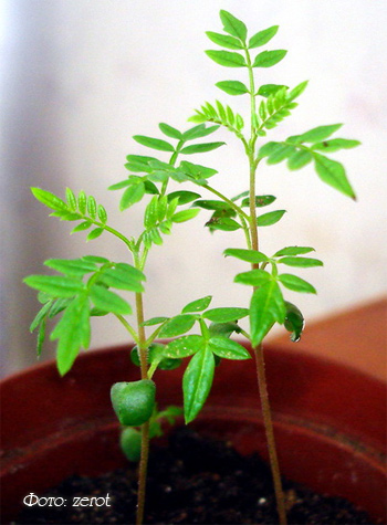 жакаранда из семян