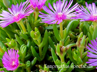 лампрантус великолепный