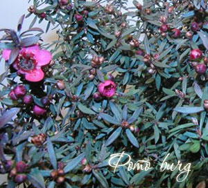 лептоспермум