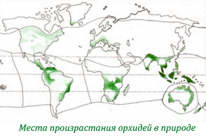 дикие орхидии