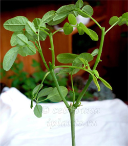 моринга масленичная