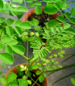 моринга масленичная